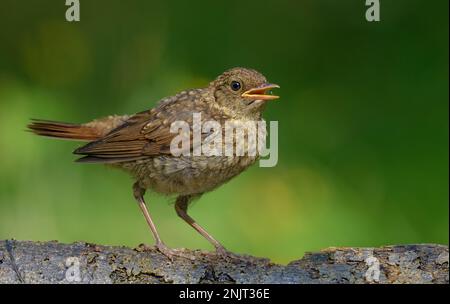 Young European robin (erithacus rubecula) calls loudly with open beak on perch Stock Photo
