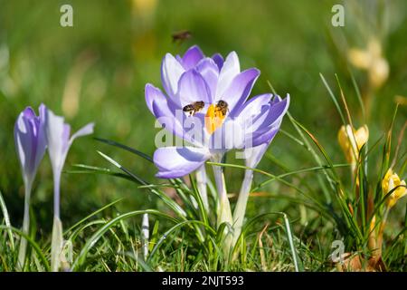 Crocus tommasinianus - early crocus and source of pollen for bees - flowering in grass in February - Scotland, UK Stock Photo
