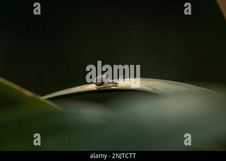 Brown Snail on Green Leaf, Snail Crawling on Leaf. Macro. Close-up images. Helix Pomatia also Roman Snail, Beautiful background Stock Photo