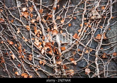 Dried leaves of creeper growing on rockface, Embleton Quarry Nature Reserve, Northumberland Stock Photo