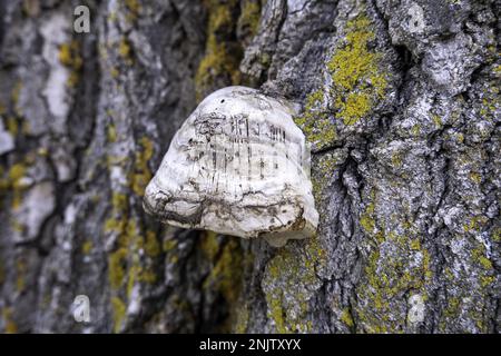 Detail of wild mushrooms on a tree in a forest in nature Stock Photo