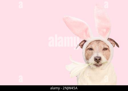 Dog wearing bunny ears holding in mouth white Trumpet Lily. Easter background. Stock Photo