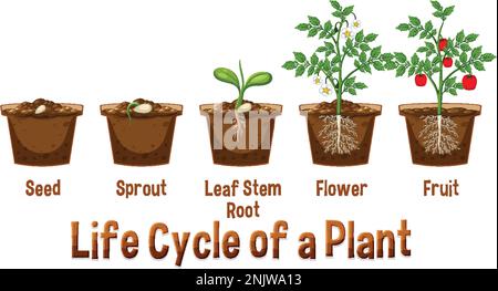 Life cycle of a plant diagram illustration Stock Vector Image & Art - Alamy