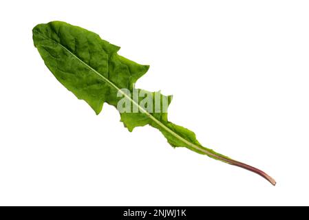 Green Dandelion Leaf with Texture isolated on White Background. Stock Photo