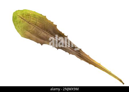 Autumn Color Dandelion Leaf. Isolated on White Background. Stock Photo