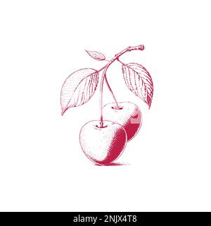 Cherry vector drawing set. Isolated hand drawn berry on white background. Summer fruit engraved style illustration. Detailed vegetarian food. Stock Vector