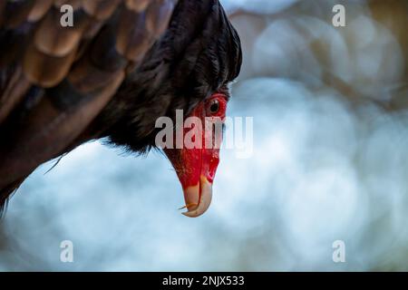 Turkey Vulture (Cathartes aura) with blurred background. Stock Photo