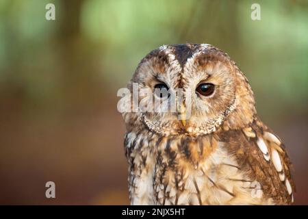 Tawny owl (Strix aluco), also called the brown owl Stock Photo