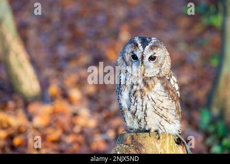 Tawny owl (Strix aluco), also called the brown owl Stock Photo