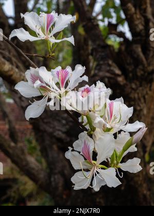 Closeup view of bright white and purple flowers of tropical tree bauhinia variegata aka orchid tree on natural background, Thailand Stock Photo