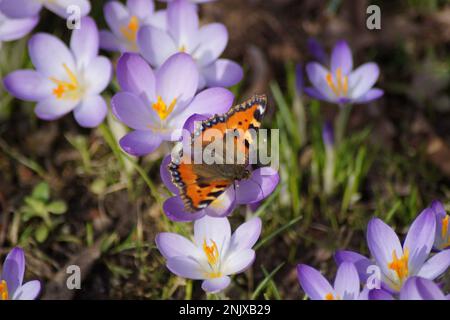 butterfly little fox on purple crocus Stock Photo