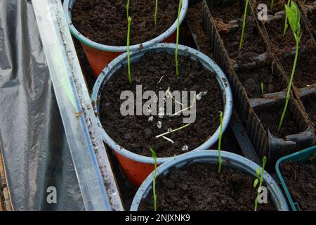 Damage to Sweet Pea seedlings caused by hungry mouse Stock Photo