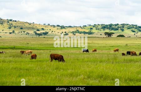 free range beef cattle herd grazing on green grass in wide open field or meadow on a farm in Kwazulu Natal, South Africa concept agriculture farming Stock Photo