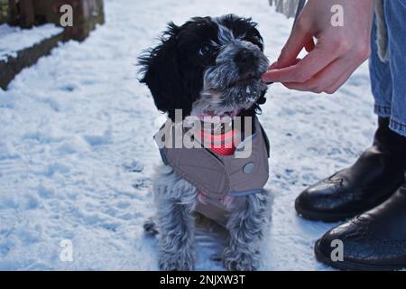 Ebbw Vale, South Wales, UK, January 18th 2023. First snow day of the year for Wales. Pictured is Luna the puppy who is out for her first walk on her f Stock Photo