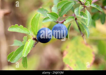 blackthorn, sloe (Prunus spinosa), mature fruits, Germany Stock Photo