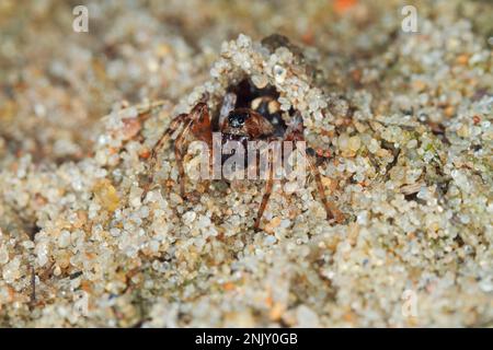 Sand bear spider, Sand bear wolf spider (Arctosa perita), in sand Stock Photo