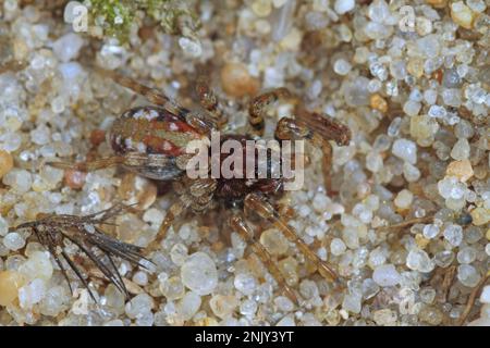 Sand bear spider, Sand bear wolf spider (Arctosa perita), in sand Stock Photo