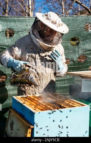 Professional male beekeeper in protective costume and gloves smoking beehive with special smoker while working in apiary Stock Photo