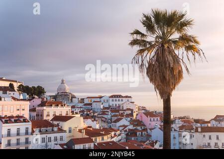 Amazing cityscape with colorful residential buildings and tall palm tree against cloudy evening sky in Lisbon Stock Photo