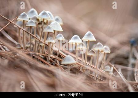 Thin Psilocybe Bohemica Mushrooms Growing In Forest Among Dry 