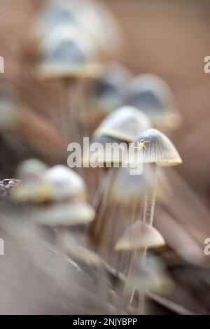 Thin Psilocybe Bohemica Mushrooms Growing In Forest Among Dry 