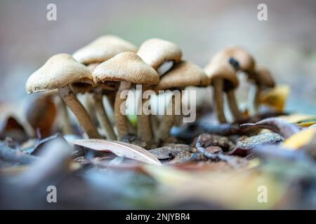 Thin Psilocybe Bohemica Mushrooms Growing In Forest Among Dry 