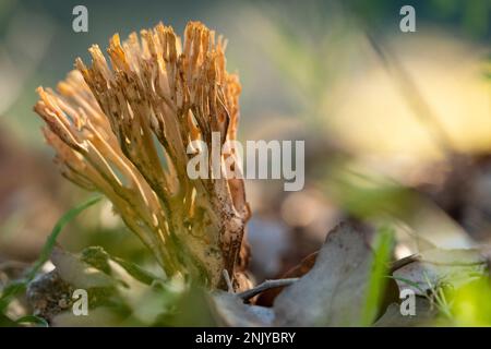Bright Ramaria aurea mushroom growing in wild nature with dry leaves on sunny autumn day Stock Photo
