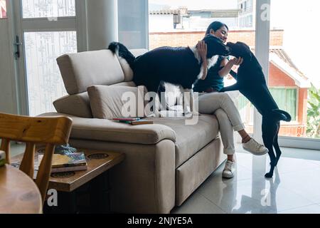 Full body of excited young Hispanic female owner with dark hair in casual wear smiling while caressing adorable obedient purebred dogs sitting on sofa Stock Photo