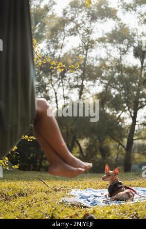 Unrecognizable barefoot female lying in hammock near obedient basenji dog on sunny day in forest of Asturias Stock Photo