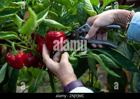 Older woman harvests sweet red peppers in a greenhouse in late summer Stock Photo