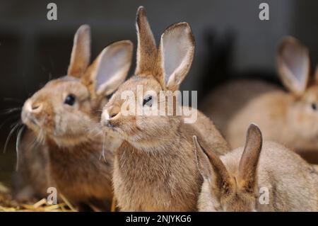 many cute brown bunnys sitting in the shed and looking Stock Photo