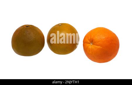 Image of three fruits of ripe oranges of different varieties on a white background Stock Photo