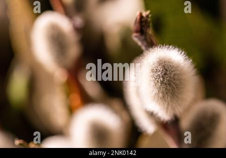 Willow shoots with on the branches, fluffy willow flowers. Palm Sunday. Selective focus. Easter concept, natural awakening in the spring. Stock Photo