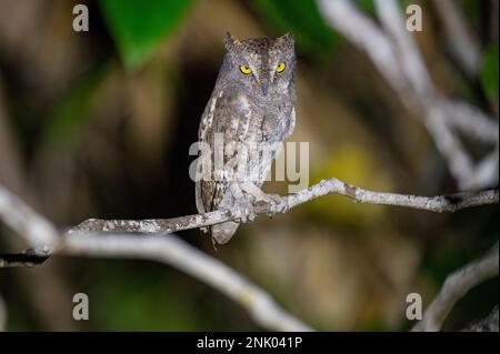 Andaman Islands, India, Walden's Scops Owl, Otus scops waldeni Stock Photo