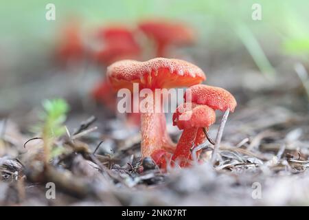 Hygrocybe miniata, also called Hygrophorus miniatus, commonly known as vermilion waxcap, wild mushroom from Finland Stock Photo