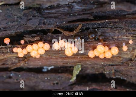 Trichia decipiens, a slime mold from Finland,  no common English name Stock Photo