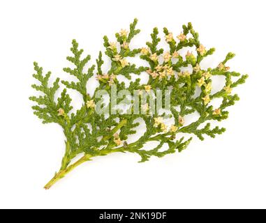 Platycladus or Chinese thuja fir twig with cones isolated on white background. Platycladus orientalis Stock Photo