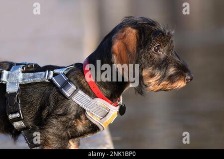 profile portrait of a wire haired dachshund pedigreed puppy Stock Photo