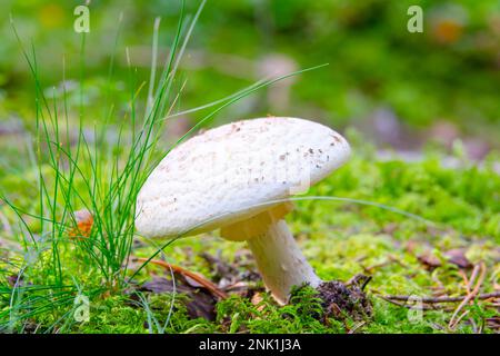 White non-edible mushroom in the autumn forest Stock Photo