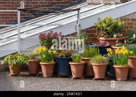 Display of early spring bulbs and flowers including flowering dwarf daffodils in terracotta pots, England, UK Stock Photo