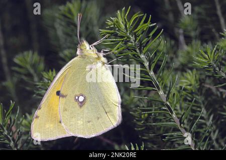 specimen of clouded yellow butterfly; Colias croceus; Pieridae Stock Photo