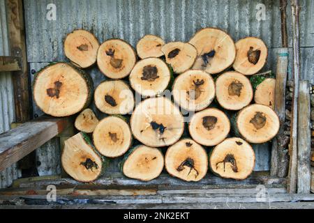 Stack of cut lengths of trunk of a mature ash tree, Fraxinus excelsior, (aprox 50 years old dating from tree ring count). The dark marks at the centre Stock Photo