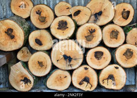 Stack of cut lengths of trunk of a mature ash tree, Fraxinus excelsior, (aprox 50 years old dating from tree ring count). The dark marks at the centre Stock Photo