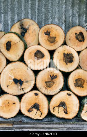 Stack of cut lengths of trunk of a mature ash tree, Fraxinus excelsior, (aprox 50 years old dating from tree ring count). The dark marks at the centre Stock Photo