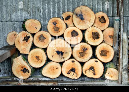 Stack of cut lengths of trunk of a mature ash tree, Fraxinus excelsior, (aprox 50 years old dating from tree ring count). The dark marks at the centre Stock Photo