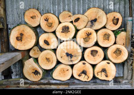 Stack of cut lengths of trunk of a mature ash tree, Fraxinus excelsior, (aprox 50 years old dating from tree ring count). The dark marks at the centre Stock Photo