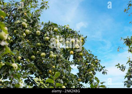 there are lots of apples in sour green apple tree,fruity apple tree,natural orchard Stock Photo