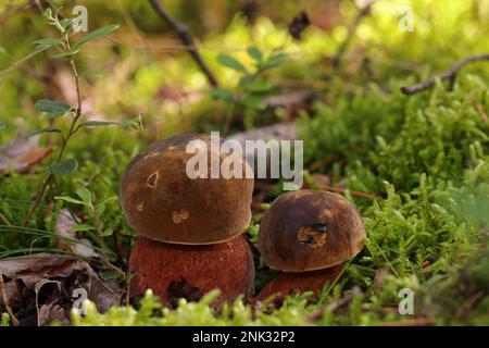 Two small, young edible Neoboletus luridiformis mushrooms grow in a moss in a forest. Bay-brown cap, red pores and red-dotted yellow stem. Stock Photo