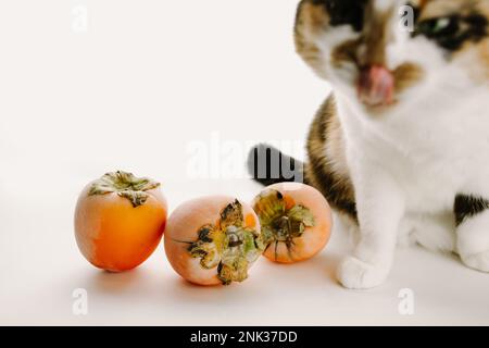 Cat with persimmons Stock Photo