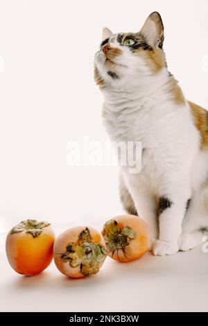 Cat with persimmons Stock Photo